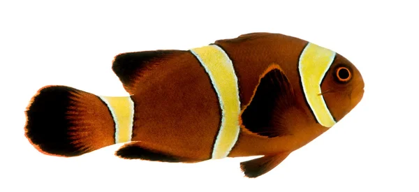 Goldstreifen kastanienbrauner Clownfisch - premnas biaculeatus — Stockfoto