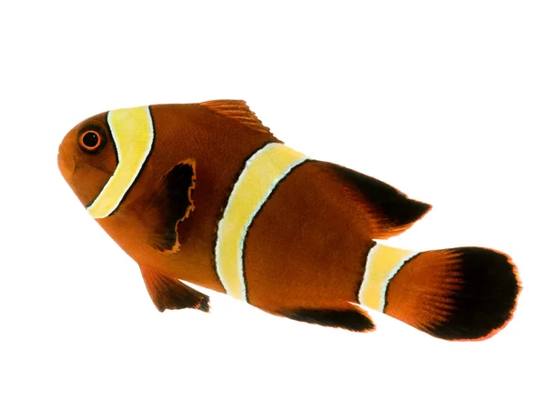 Gold stripe Maroon Clownfish - Premnas biaculeatus — Stok Foto