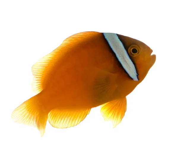 Nyereg anemonefish - Amphiprion ephippium — Stock Fotó