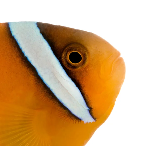 Sella anemonefish - Amphiprion ephippium — Foto Stock