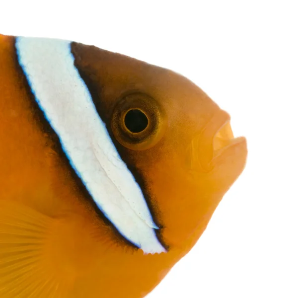 Sadeln anemonefish - amphiprion ephippium — Stockfoto
