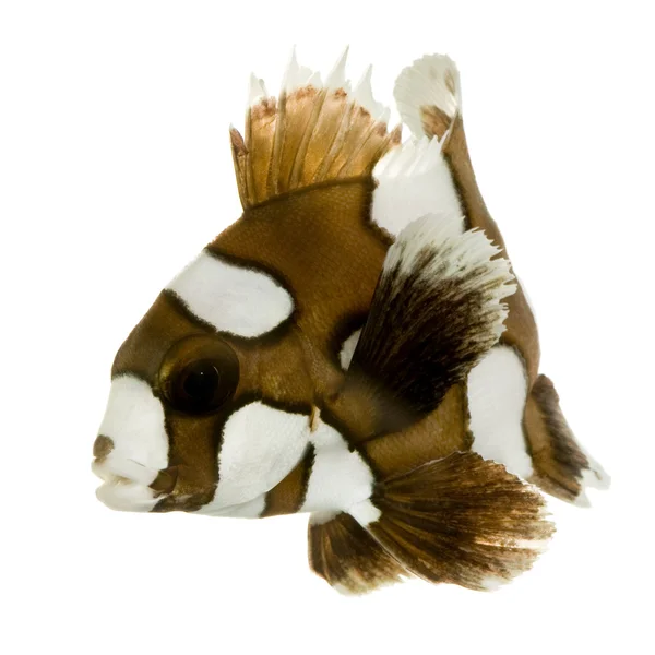 할리 퀸 또는 광대 스 윗 립 물고기-Plectorhynchus chaetodonoides — 스톡 사진