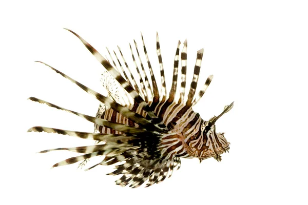 Czerwony lionfish - rogata Pterois — Zdjęcie stockowe