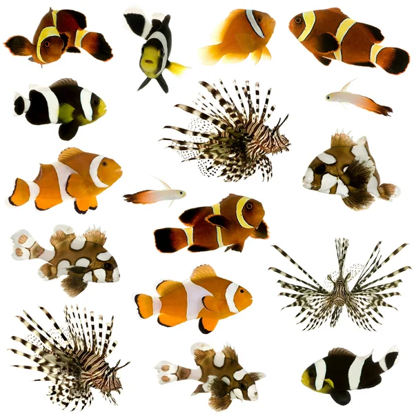 Sammlung von 17 tropischen Fischen — Stockfoto