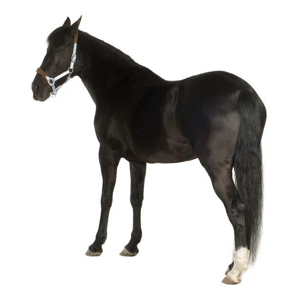 Häst — Stockfoto