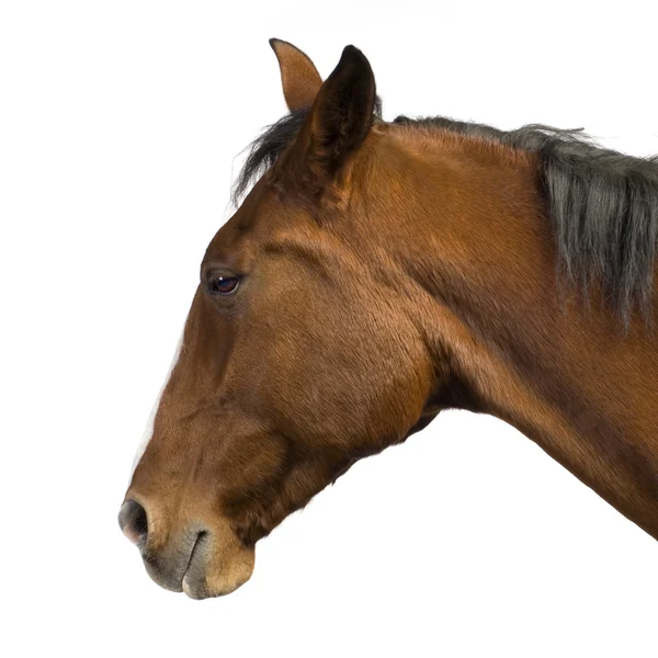Paard (11 jaar) — Stockfoto