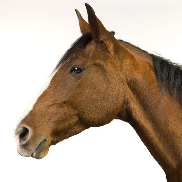 Koně (11 let) — Stock fotografie