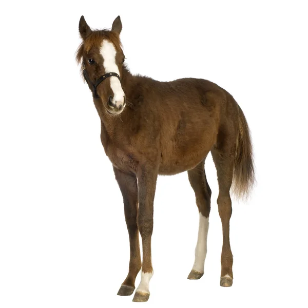 Foal (4 meses) ) — Foto de Stock