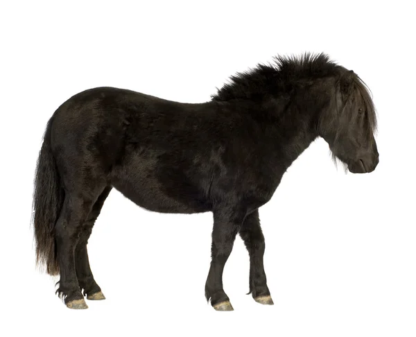 Шетландский пони (2 года ) — стоковое фото