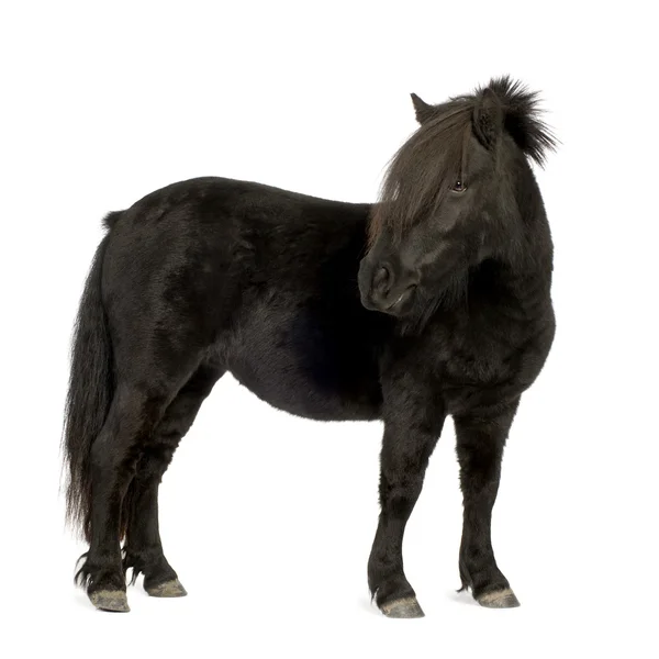 Shetland pony (2 anni ) — Foto Stock