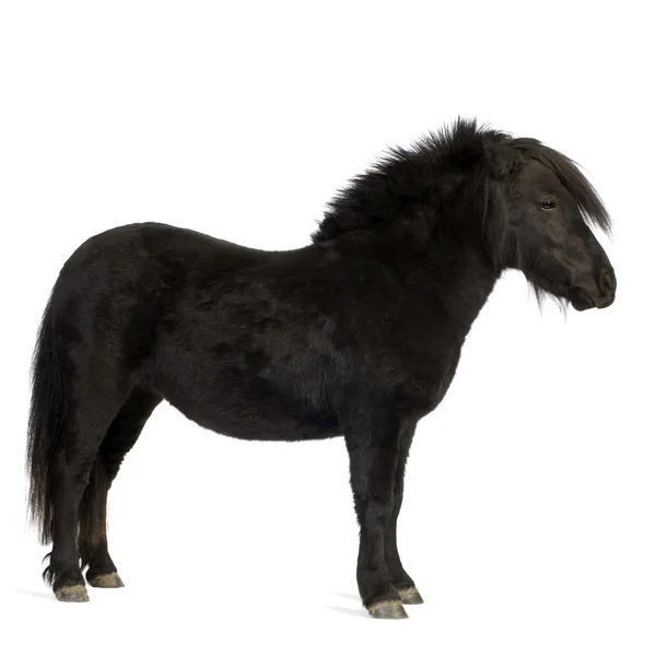 Shetland pony (2 años ) — Foto de Stock