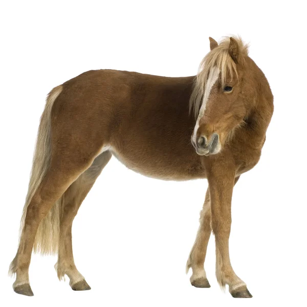 Шетландский пони (2 года ) — стоковое фото