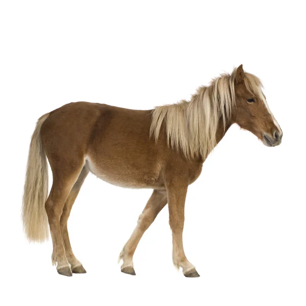 Shetland pony (2 años ) — Foto de Stock