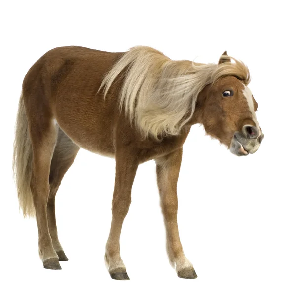 Shetland pony (2 jaar) — Stockfoto