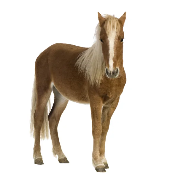 Shetland pony (2 años ) —  Fotos de Stock