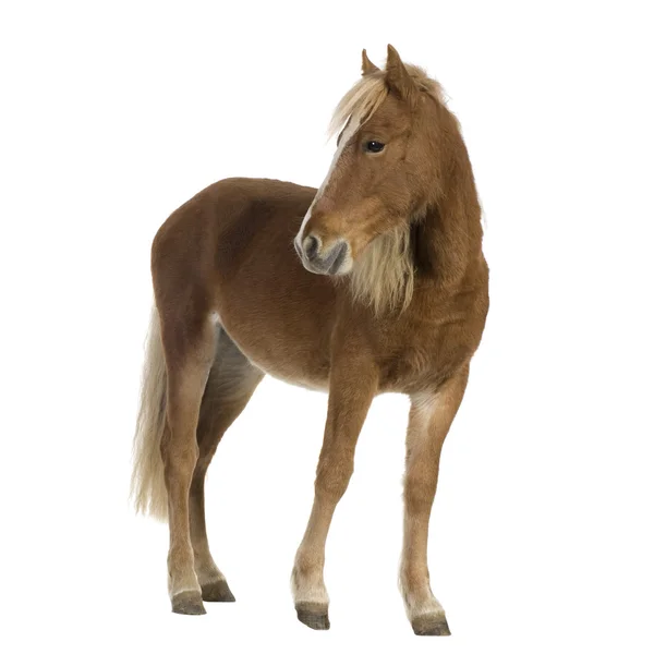 Shetlandský pony (2 roky) — Stock fotografie