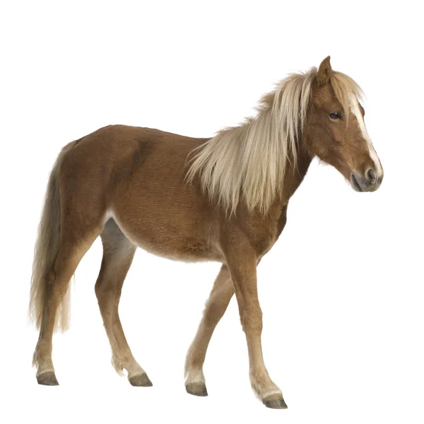 Shetland pony (2 años ) —  Fotos de Stock
