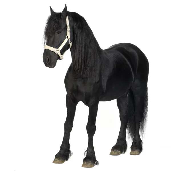 Fríský kůň — Stock fotografie