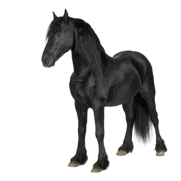 Фрізської кінь — стокове фото