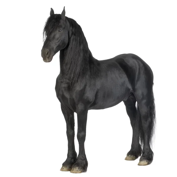 Фризская лошадь — стоковое фото
