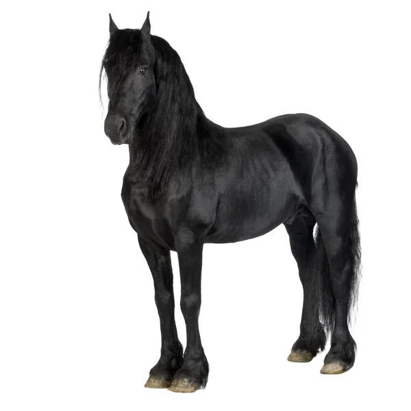 Friesian horse — Stock Photo, Image