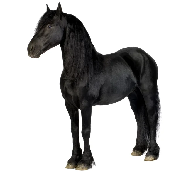 Frisiska häst — Stockfoto