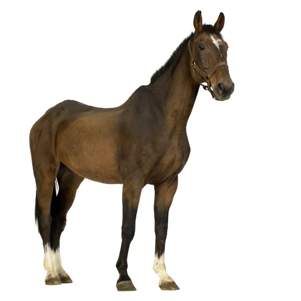 Кінь — стокове фото