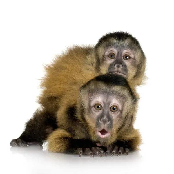 Två baby capuchins - sapajou apelle — Stockfoto