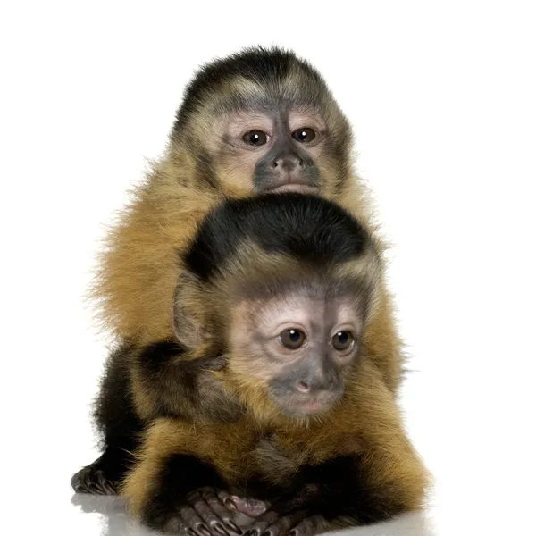 Két baba Capuchins - sapajou apelle — Stock Fotó