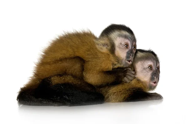 Twee baby kapucijnapen - sapajou apelle — Stockfoto