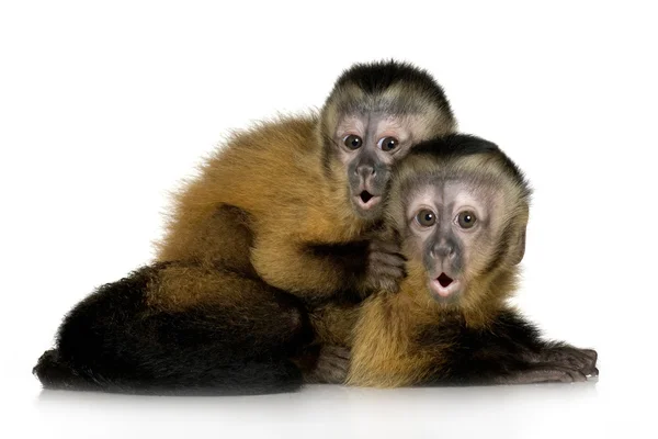 2 つの赤ちゃん capuchins - sapajou apelle — ストック写真