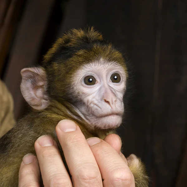 Μωρό Μπάρμπαρι - macaca sylvanus — Φωτογραφία Αρχείου