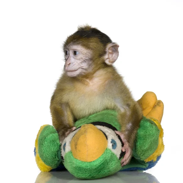 stock image Baby Barbary Macaque - Macaca sylvanus