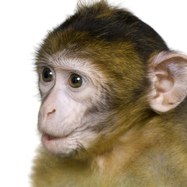 Baby Barbary Macaque - Macaca sylvanus — Stock Photo, Image