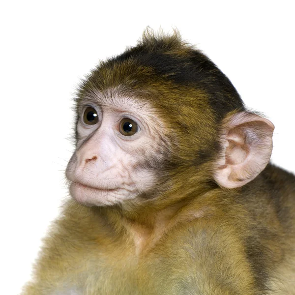 Baby barbary makak - macaca sylvanus — Stock fotografie