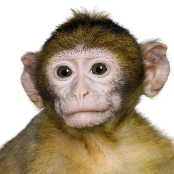 Baby barbary makak - macaca sylvanus — Stockfoto