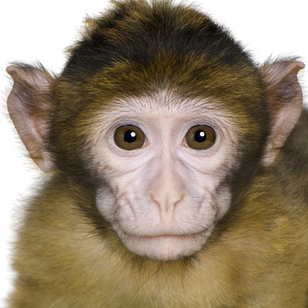 小巴巴猕猴-猕猴西尔韦纳斯 — 图库照片