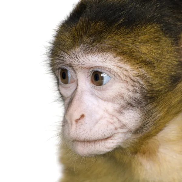 Baby barbary makak - macaca sylvanus — Stock fotografie