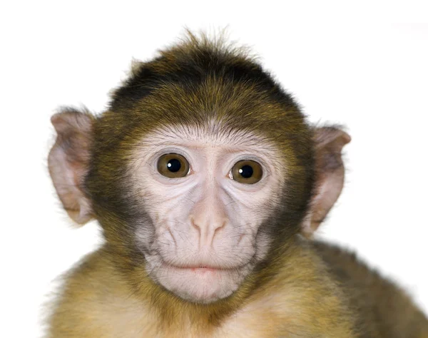 Baby Barbary Macaque - Macaca sylvanus — Stock Photo, Image