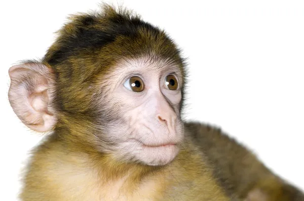 小巴巴猕猴-猕猴西尔韦纳斯 — 图库照片