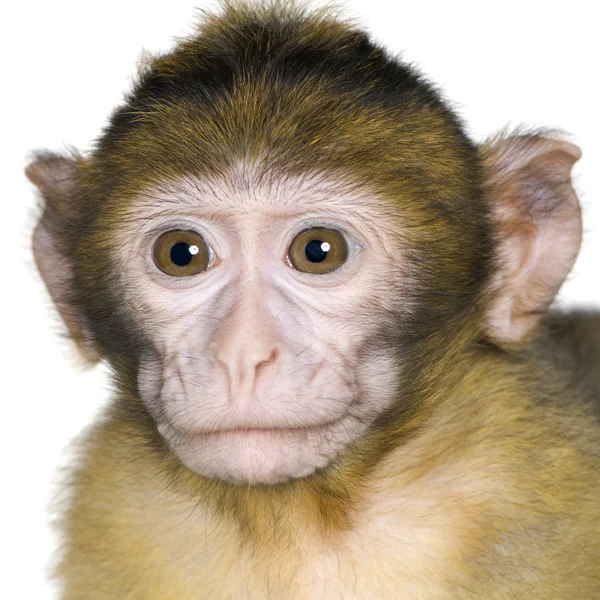 Baby barbary makak - macaca sylvanus — Stockfoto