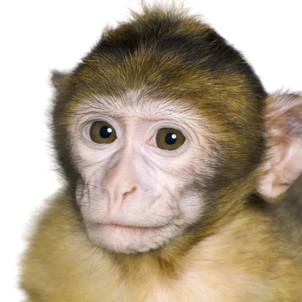 Bebé Barbary Macaque - Macaca sylvanus — Foto de Stock