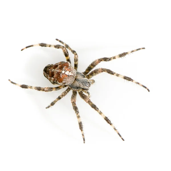 Spider — Stock Photo, Image