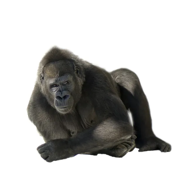 Jonge Zilverrug gorilla — Stockfoto