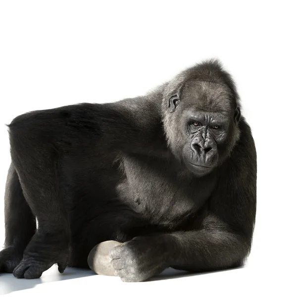 Unga silverback gorilla — Stockfoto