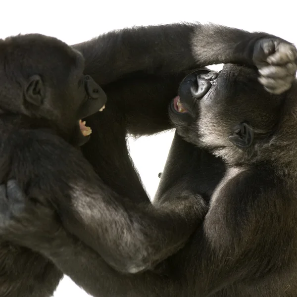 Jovem Gorila Silverback — Fotografia de Stock