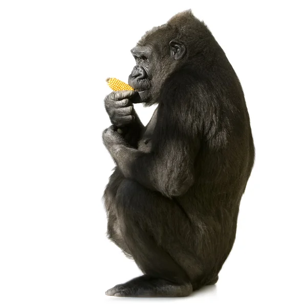 Junger Silberrücken-Gorilla — Stockfoto