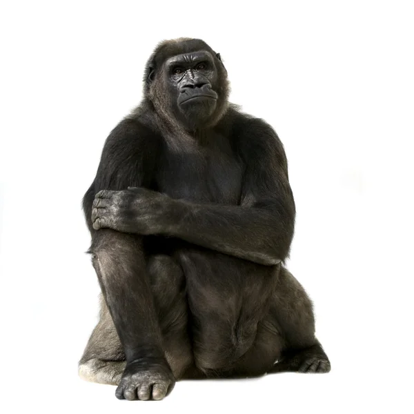 Unga silverback gorilla — Stockfoto