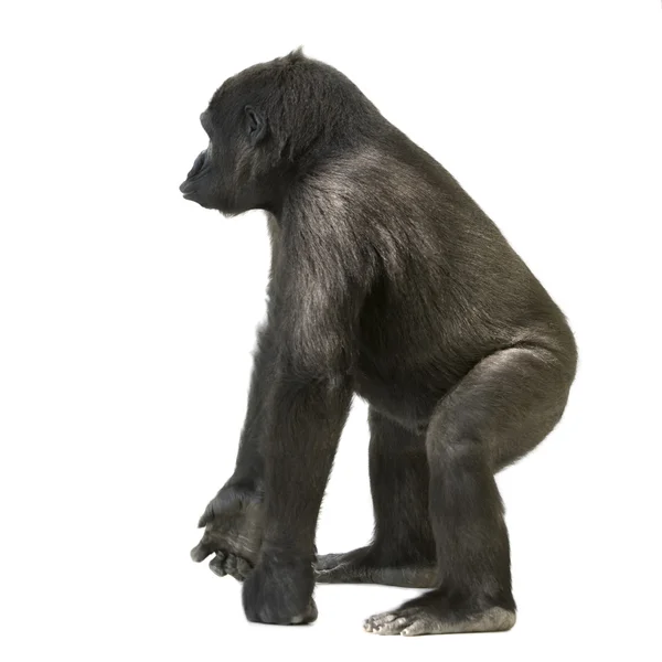 Giovane Silverback Gorilla — Foto Stock