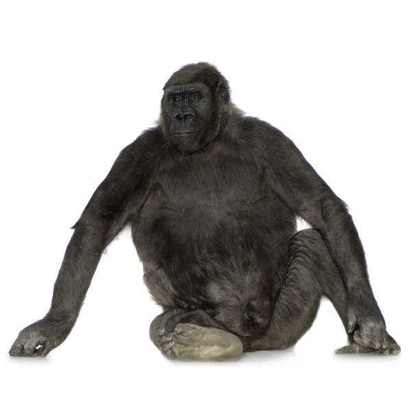 Mladí silverback gorila — Stock fotografie